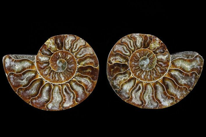 Cut & Polished Ammonite Fossil - Agatized #78387